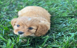 Cavapoo dogs for sale: Tommy - Image 3