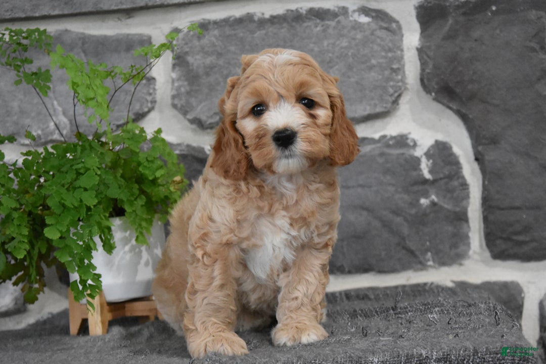 Cockapoo dogs for sale: Shontay - Image 2