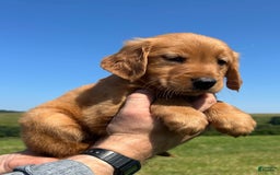 Golden Retriever dogs for sale: Meadow - Image 10