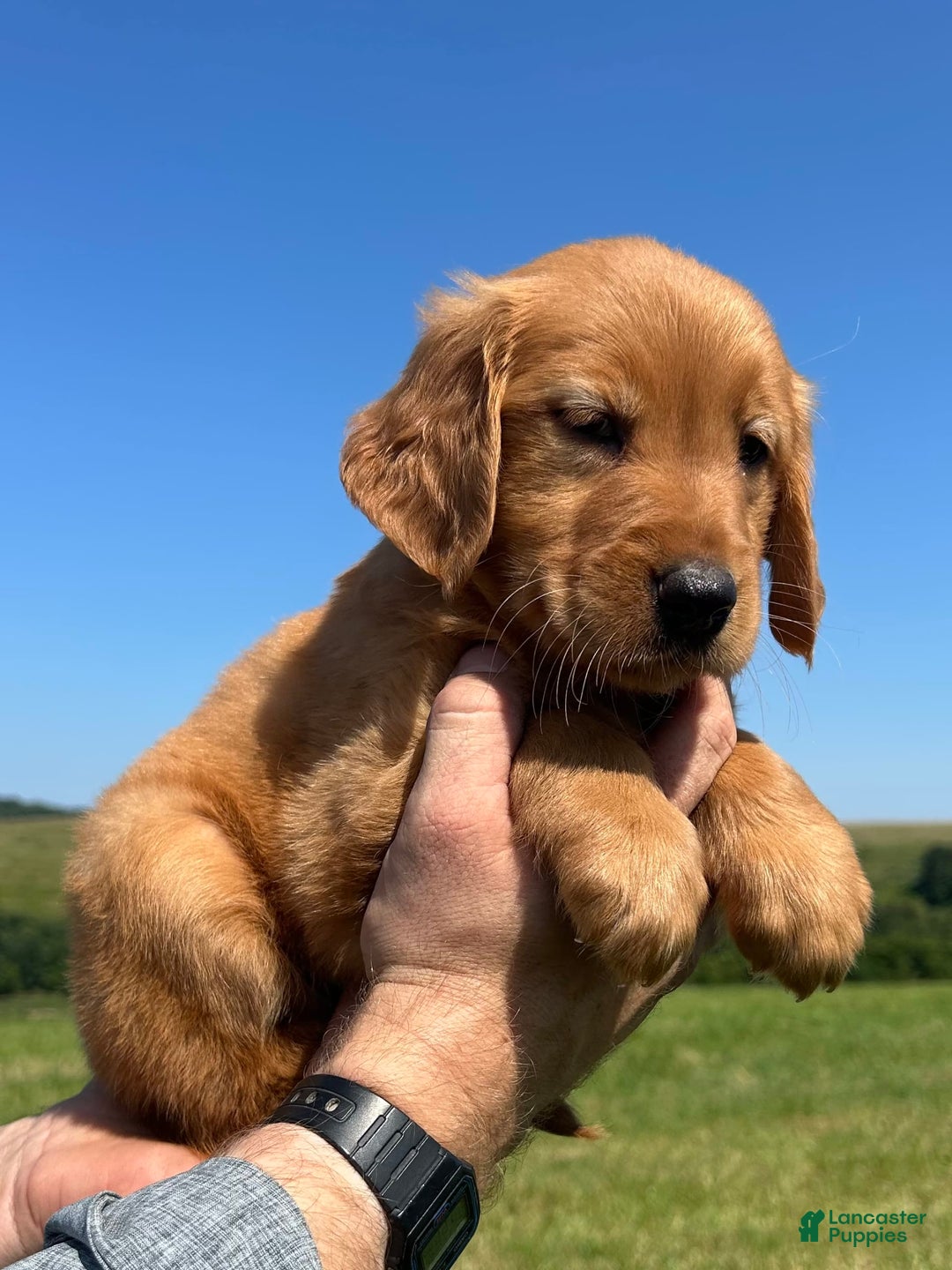 Golden Retriever dogs for sale: Meadow - Image 10