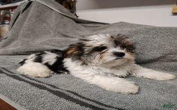 Morkie dogs for sale: Pokey - Image 6
