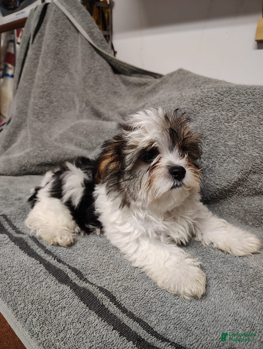 Morkie dogs for sale: Pokey - Image 6