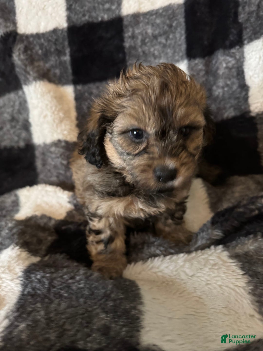 Teddy Bear dogs for sale: Sandy - Image 2