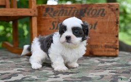 Shih Tzu dogs for sale: Charlie - Image 4