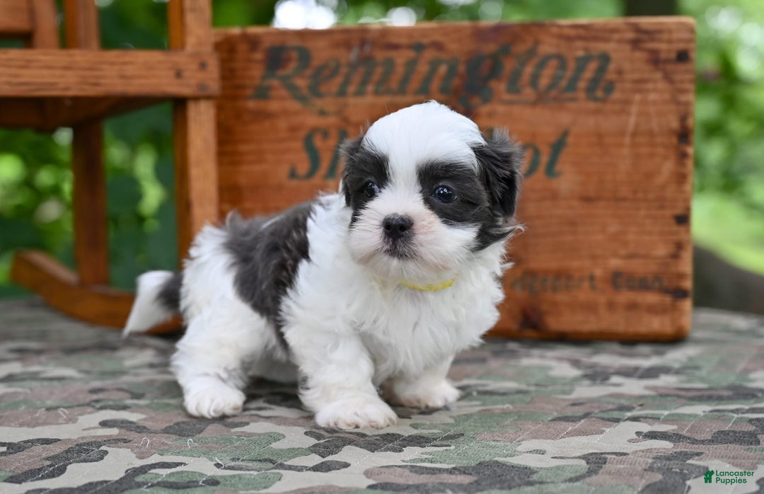 Shih Tzu dogs for sale: Charlie - Image 4