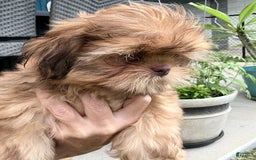 Shih Tzu dogs for sale: Brennan - Image 5