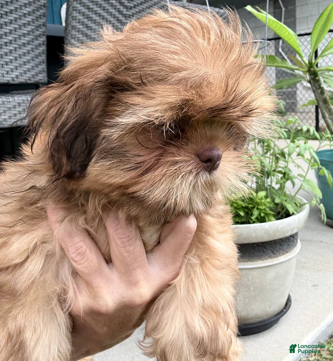 Shih Tzu dogs for sale: Brennan - Image 5