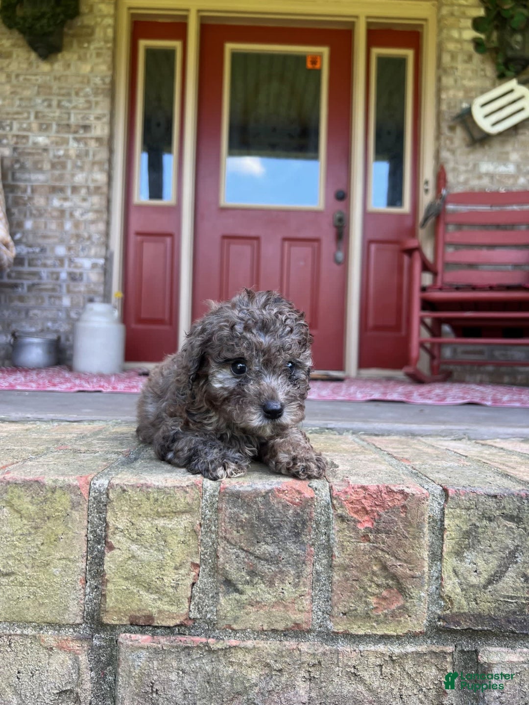 Cavapoo dogs for sale: Rocky - Image 1