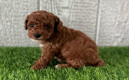 Miniature Poodle dogs for sale: Sheldon - Image 1