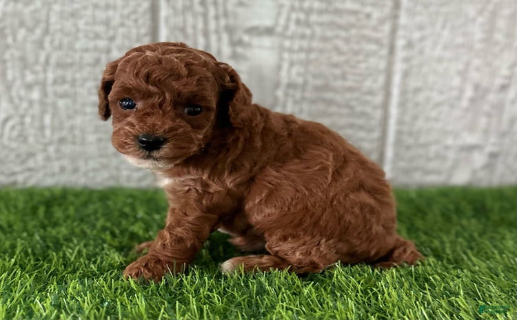 Miniature Poodle dogs for sale - Ad 5