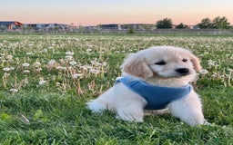 Golden Retriever dogs for sale: Chipi - Image 3