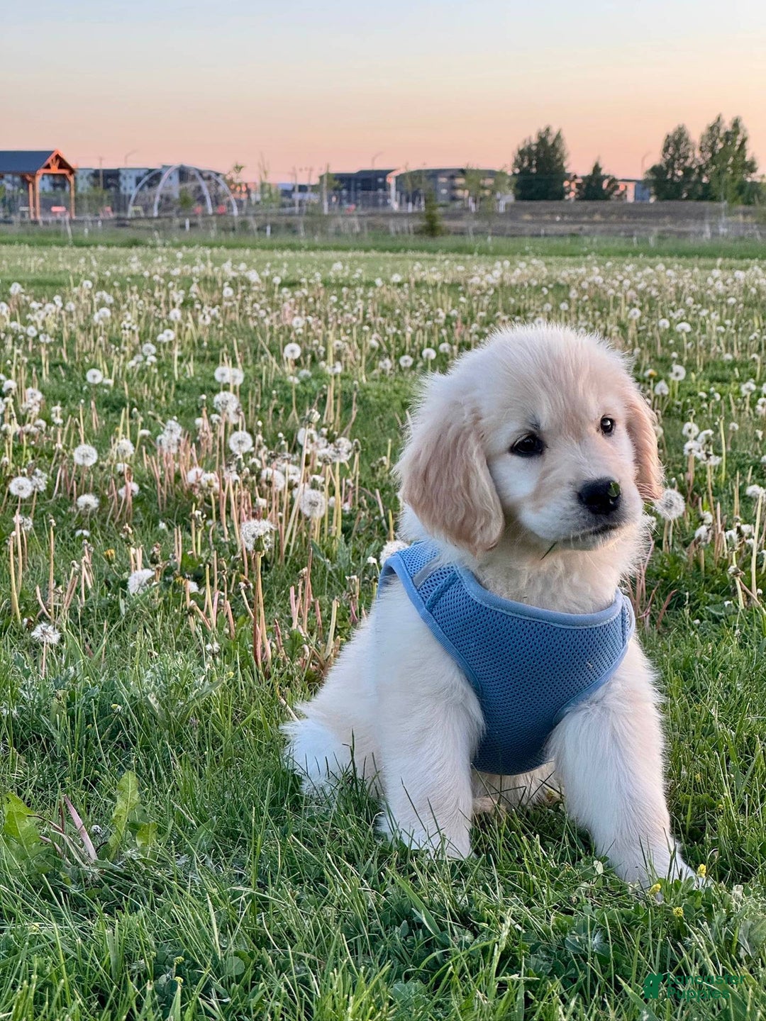 Golden Retriever dogs for sale: Chipi - Image 3