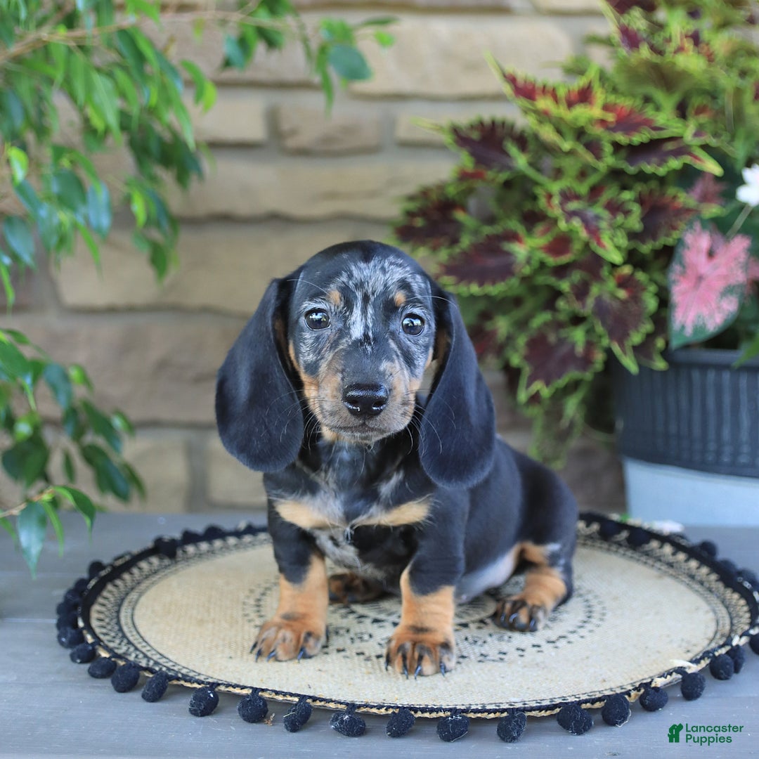 Miniature Dachshund dogs for sale: Lucky - Image 3
