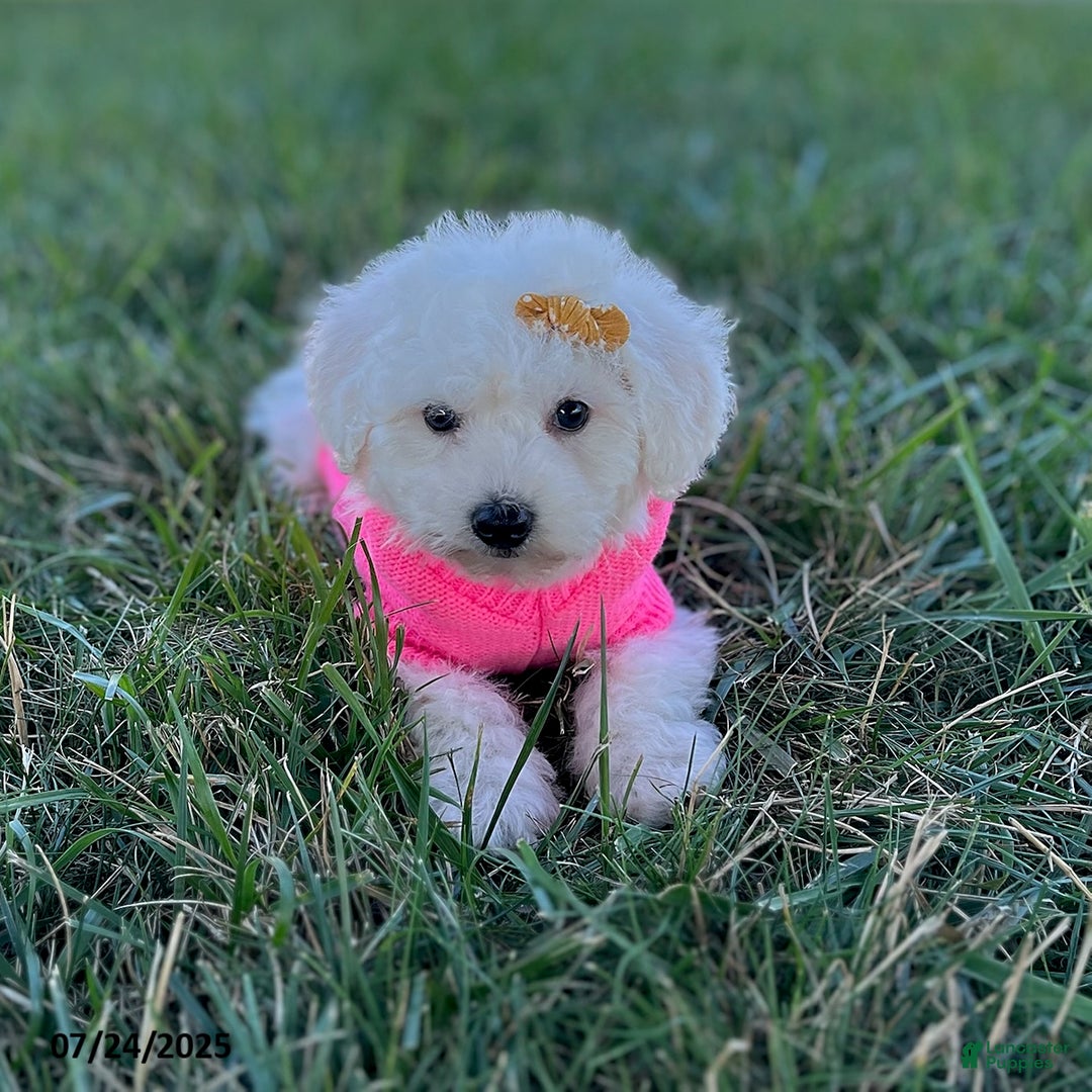 Bichon Frise dogs for sale: Miss Oakley - Image 2