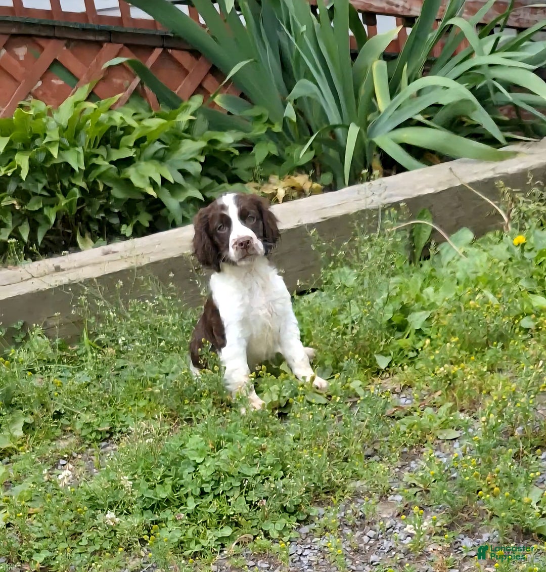 English Springer Spaniel dogs for sale: Buster - Image 7
