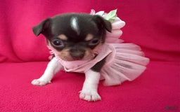 Chihuahua dogs for sale: Fancy Stance - Image 26