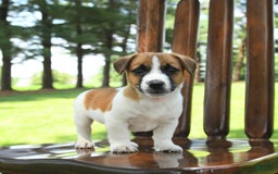 Jack Russell Terrier dogs for sale: Randy - Image 1