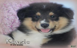 categoriesInfo:categoryAttributeOptions.pets.dogs.breed.roughCollie dogs for sale: Kenzie - Image 5