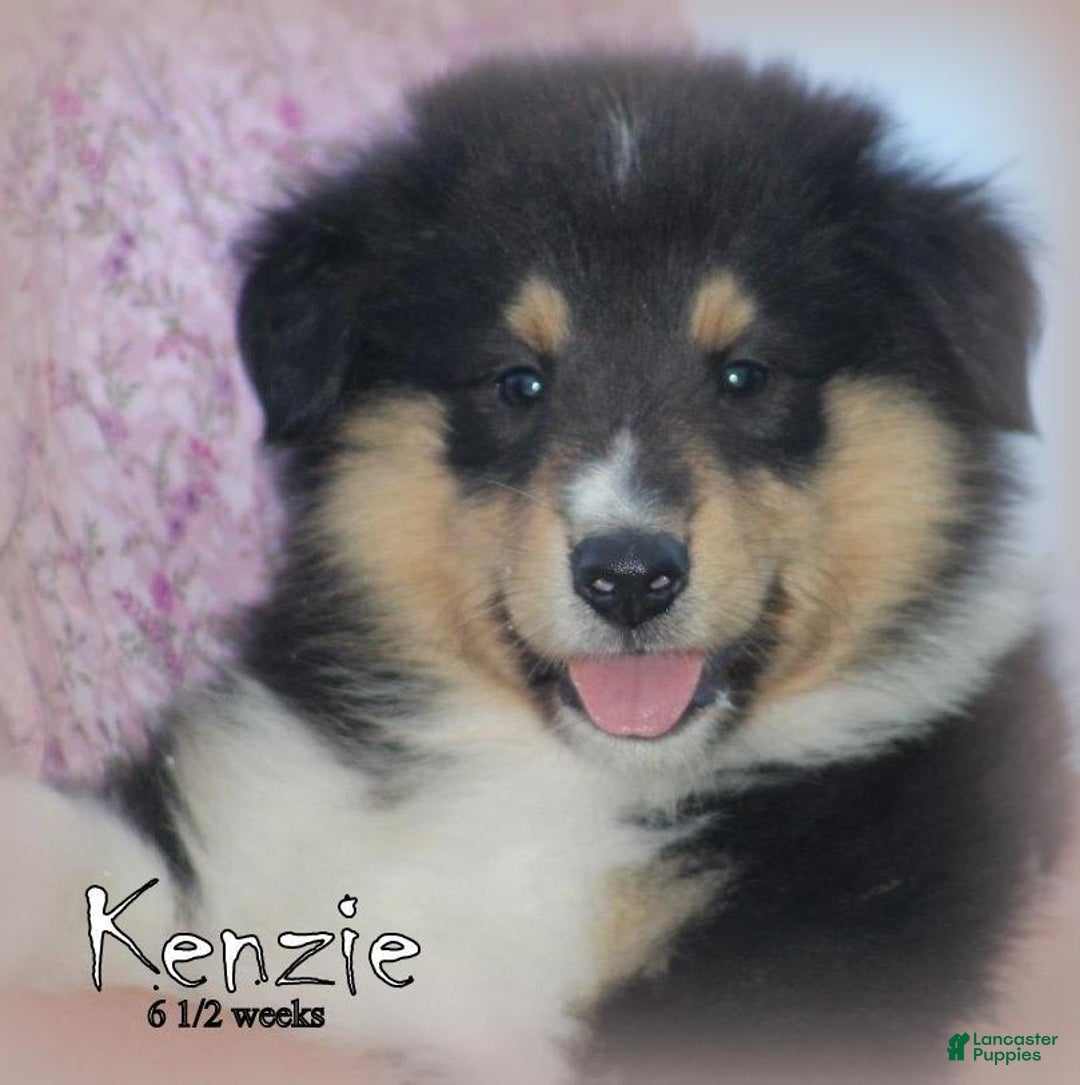 categoriesInfo:categoryAttributeOptions.pets.dogs.breed.roughCollie dogs for sale: Kenzie - Image 5
