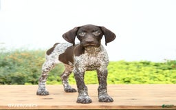 German Shorthaired Pointer dogs for sale: Journey - Image 3