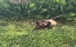 Dachshund dogs for sale: Danny - Image 4