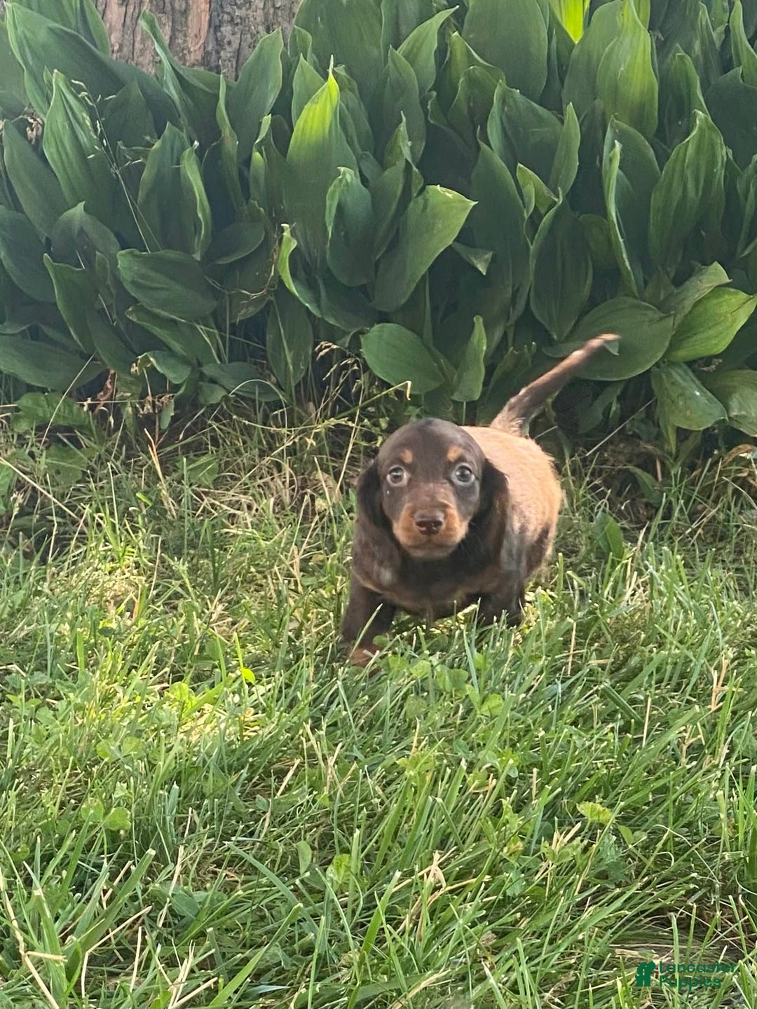 Dachshund dogs for sale: Danny - Image 4