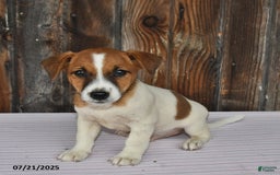 Jack Russell Terrier dogs for sale: Charlie - Image 4