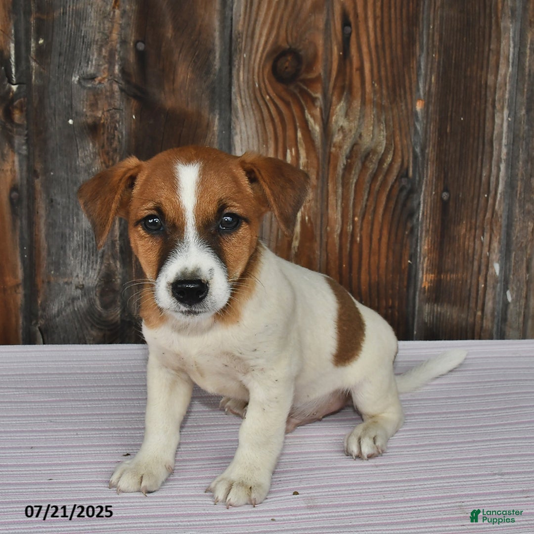 Jack Russell Terrier dogs for sale: Charlie - Image 4