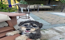 Mini Goldendoodle dogs for sale: Bailey - Image 2
