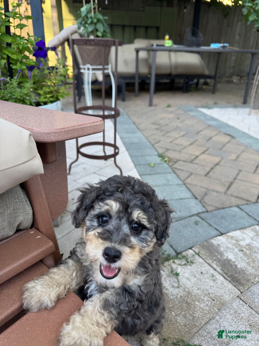 Mini Goldendoodle dogs for sale: Bailey - Image 2