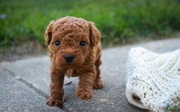Miniature Poodle dogs for sale: Ted - Image 6