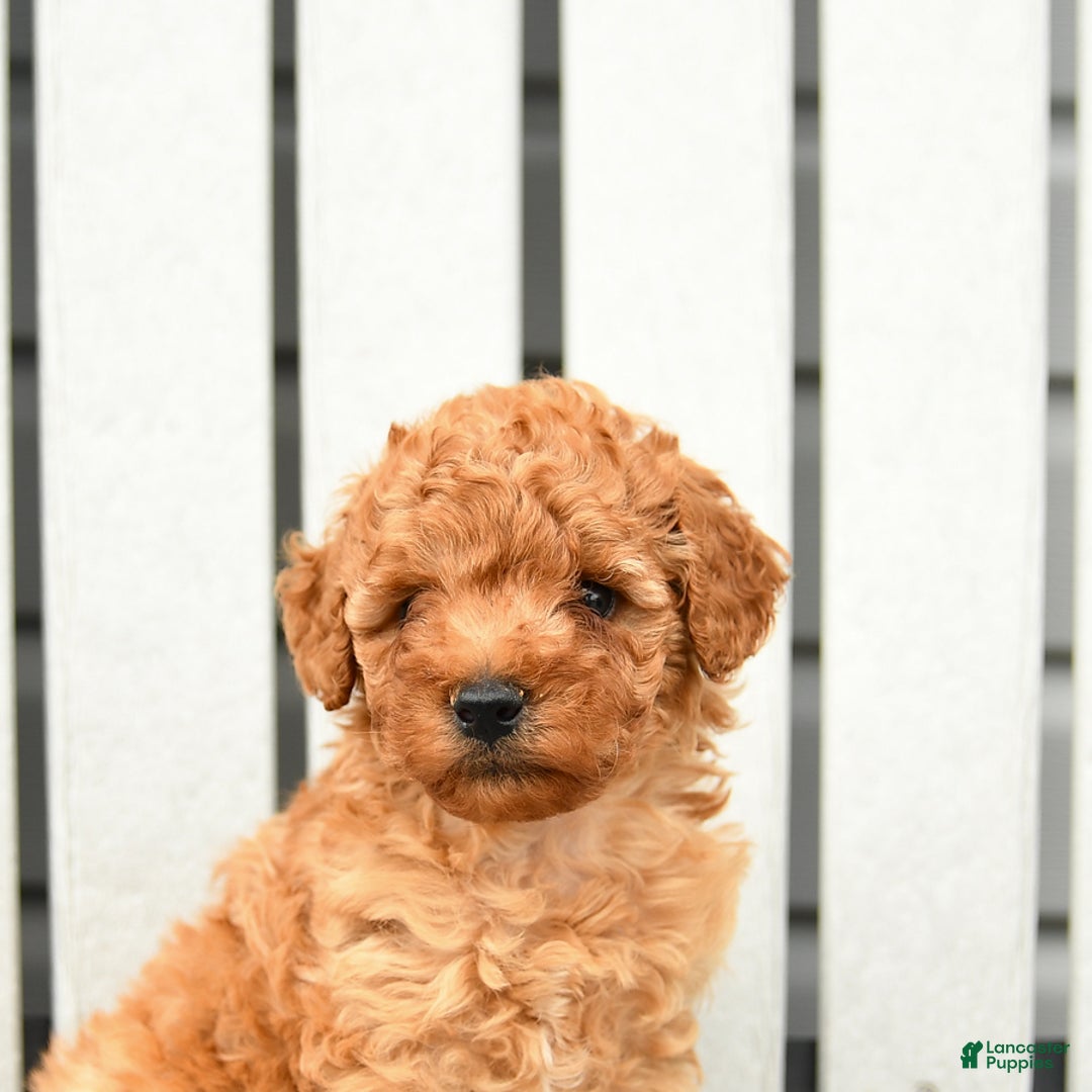 Toy Poodle dogs for sale: Parker - Image 3