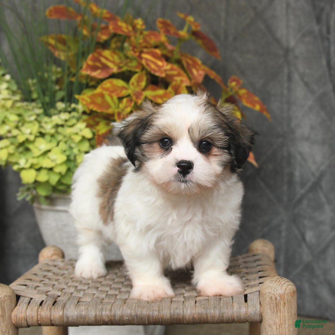 Malshi dogs for sale: Patrick - Image 4