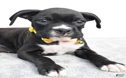 Boxer dogs for sale: Russell - Image 1