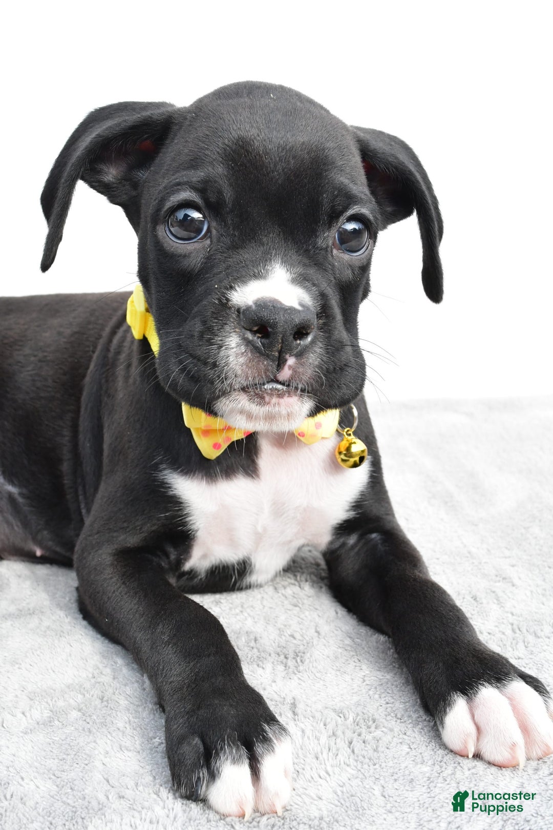 Boxer dogs for sale: Russell - Image 1