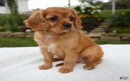 Cavalier King Charles Spaniel dogs for sale: Griffin - Image 5