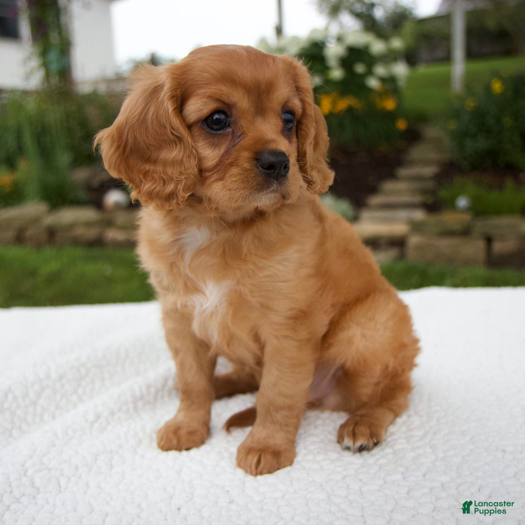 Cavalier King Charles Spaniel dogs for sale: Griffin - Image 5