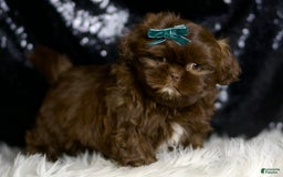 Shih Tzu dogs for sale: Baller - Image 3