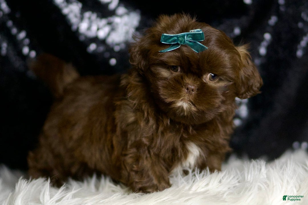 Shih Tzu dogs for sale: Baller - Image 3