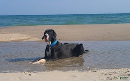 Great Dane dogs for sale: Kayden - Image 5