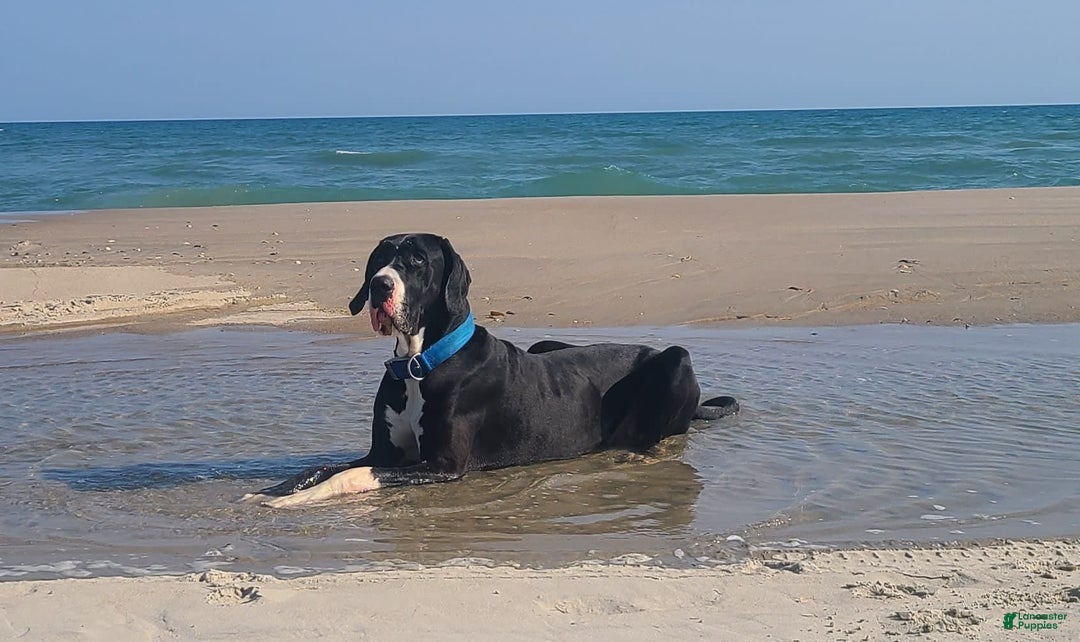 Great Dane dogs for sale: Kayden - Image 5
