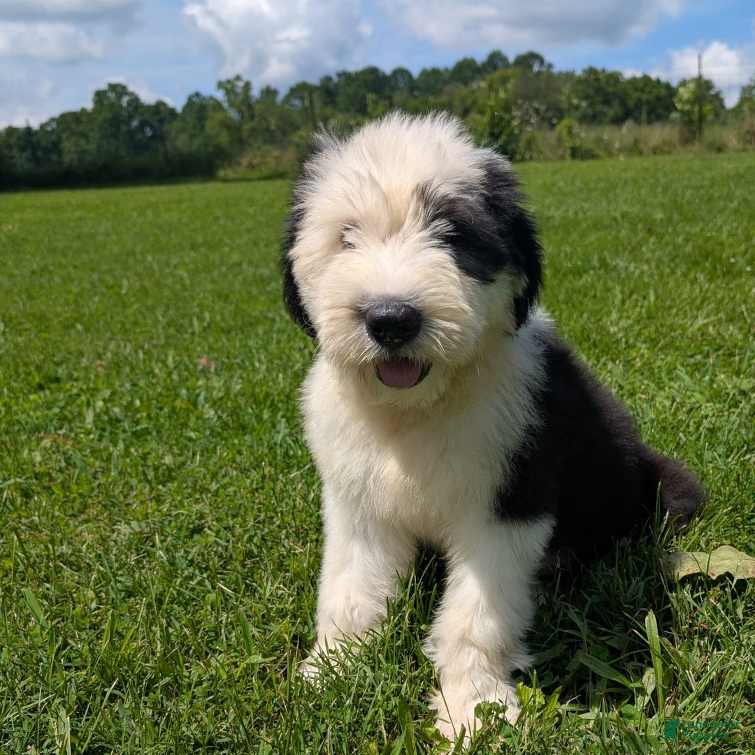 Old English Sheepdog dogs for sale: Floofy - Image 5