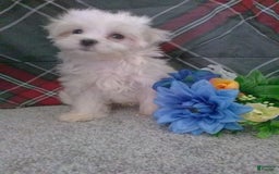 Maltese dogs for sale: Dawson - Image 11