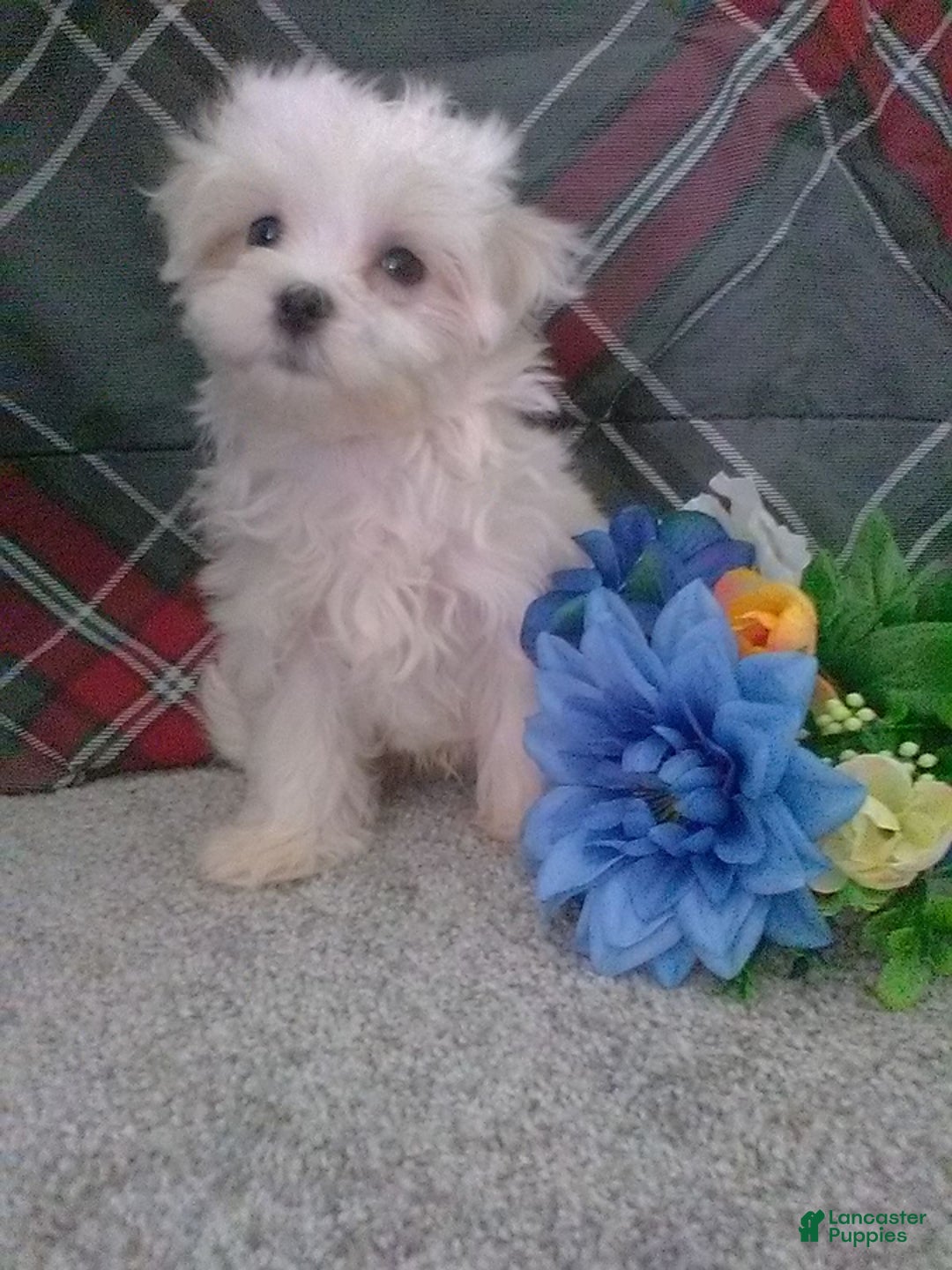 Maltese dogs for sale: Dawson - Image 11