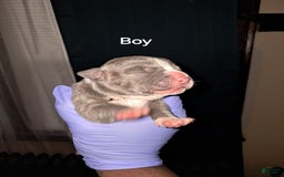 American Staffordshire Terrier dogs for sale: Villain - Image 1