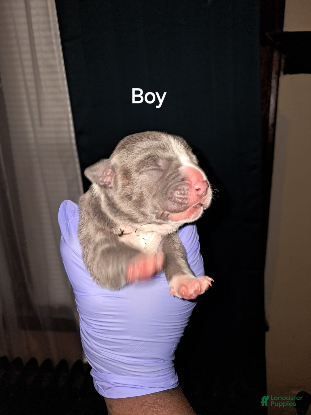 American Staffordshire Terrier dogs for sale: Villain - Image 1