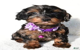 Cockapoo dogs for sale: Angelo - Image 6