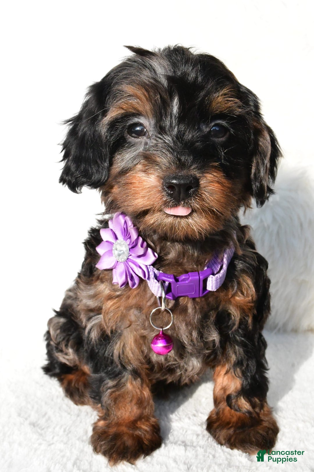 Cockapoo dogs for sale: Angelo - Image 6