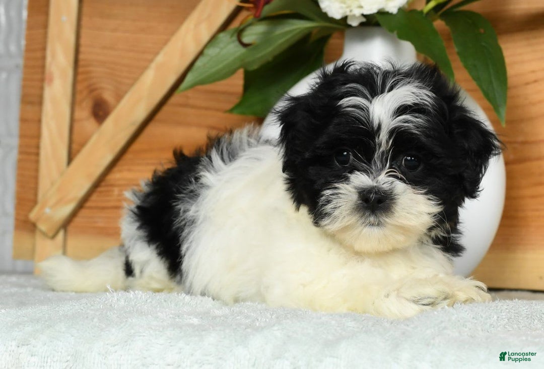 Teddy Bear dogs for sale: Scarlett - Image 7