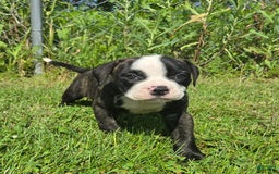 American Bulldog dogs for sale: Matilda - Image 18